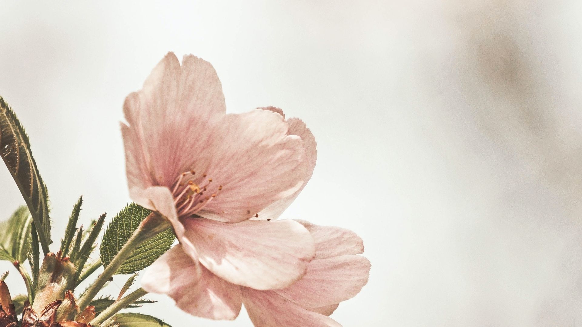 yoga, ayurveda, inspiración, retiro, naturaleza, bienestar, meditación 