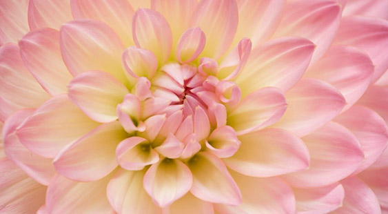 yoga, ayurveda, lifestyle