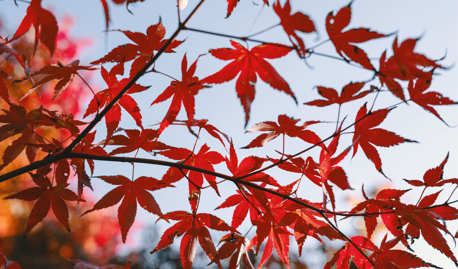 yoga, ayurveda, lifestyle, autocuidado, bienestar, otoño